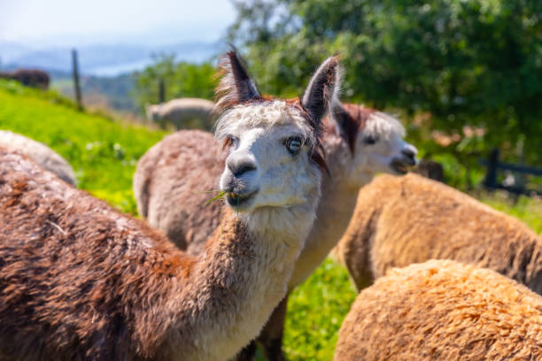 istock Alpaca farm, free-range for wool that is similar to sheep 1863231377