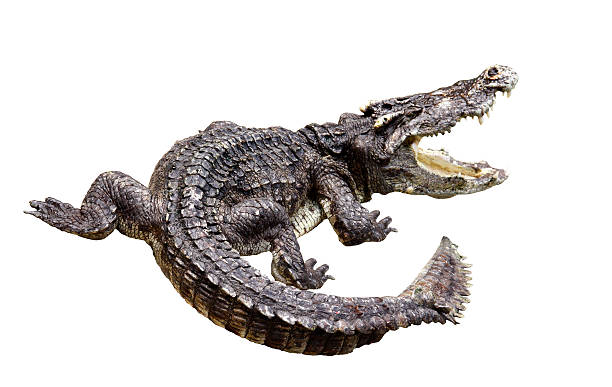 Crocodilo gnarr - foto de acervo