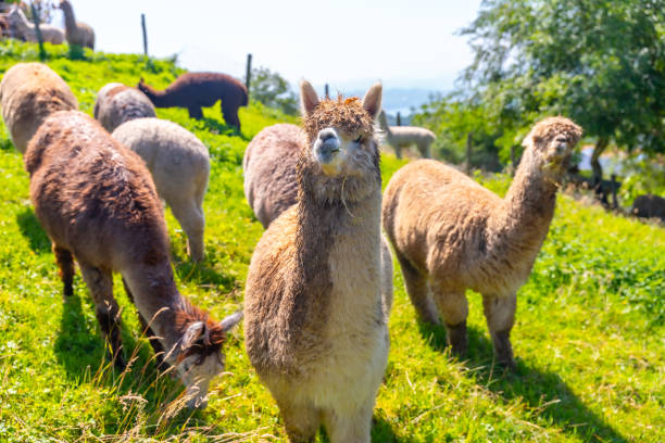 istock Alpaca farm, free-range for wool that is similar to sheep 1863232897