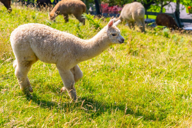 istock Alpaca Farm, a white alpaca bred free range for wool that is similar to sheep 1863236461