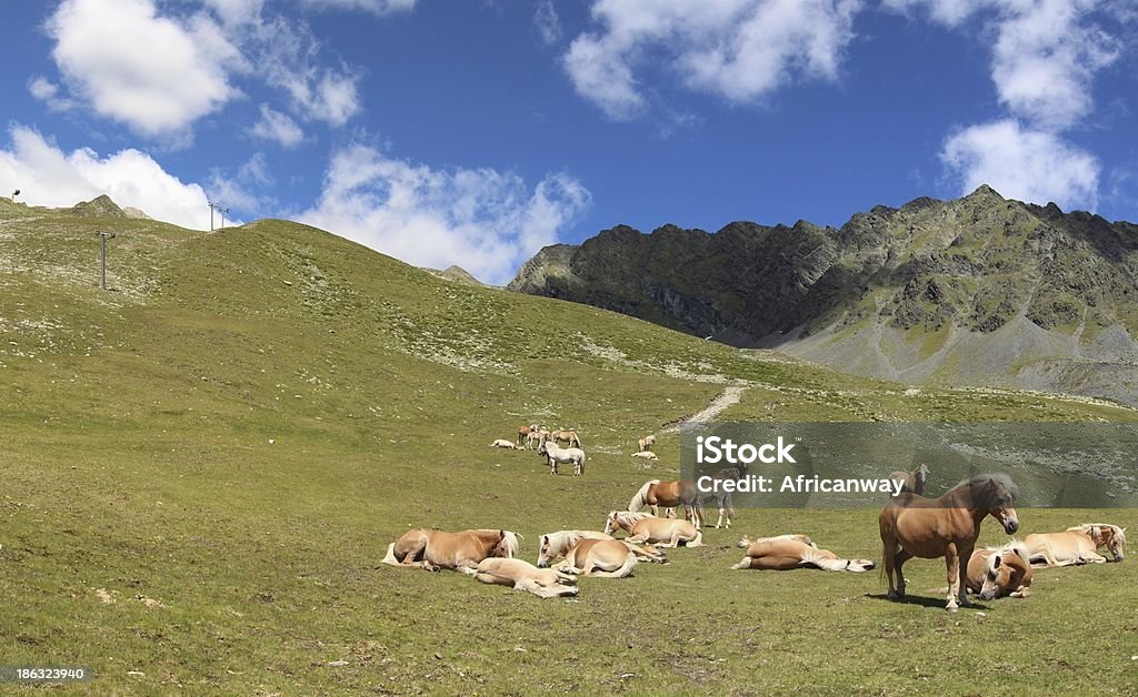 Horses at Alpine Meadow close Lakes Schwarzmoos, Kühtai, Tyrol, Austria A group of horses at the Alpine meadow close to the the four mountain lakes of Schwarzmoos in Kühtai. The lakes are an alpine excursion destination in Tyrol, Austria during the summer season. Agriculture Stock Photo