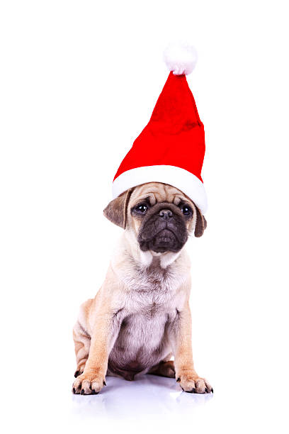 istock pug puppy wearing a santa hat 186324038