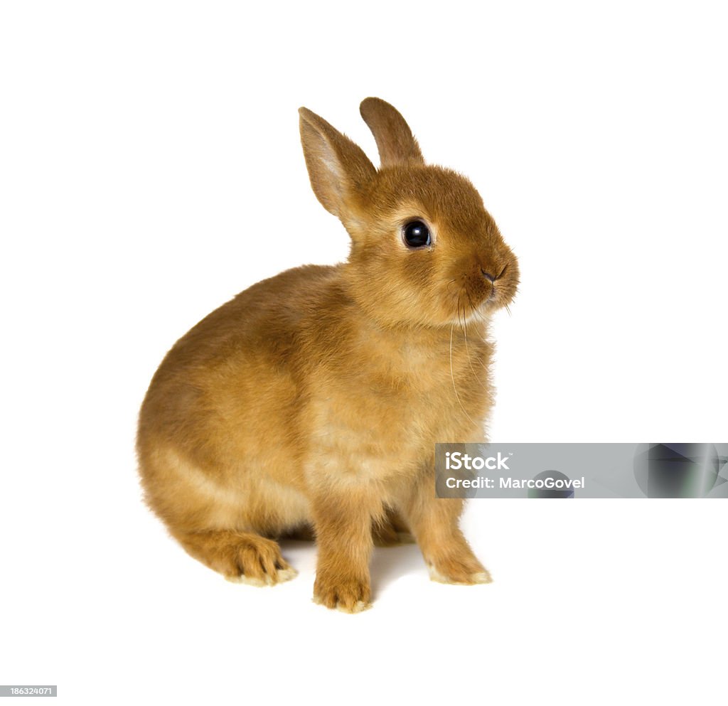 bunny little rabbit isolated on white Animal Stock Photo