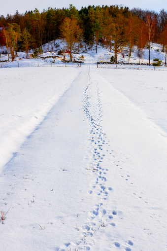 Winter embrased footpath with footsteps in snow from animals