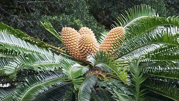 Cycad plant with cones, South Africa
