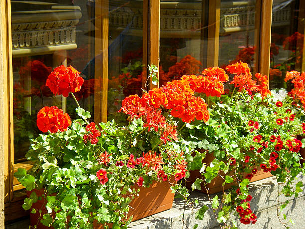 istock Red Geraniums in Window Box St Petersburg Russia 186324547