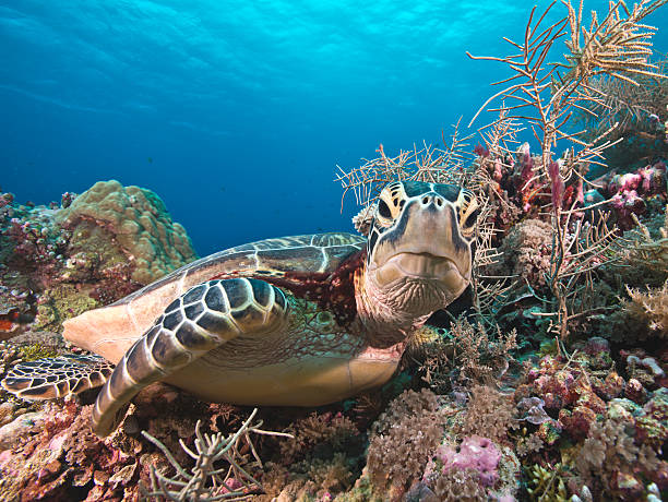 Green turtle stare down Green turtle resting on Corals, staring at camera palau stock pictures, royalty-free photos & images