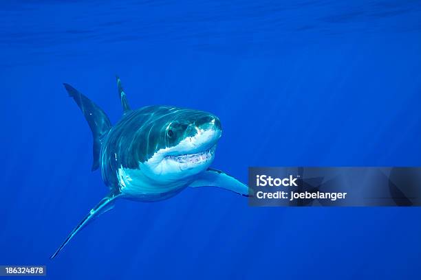 Great White Shark Stock Photo - Download Image Now - Animal, Animal Mouth, Animal Teeth