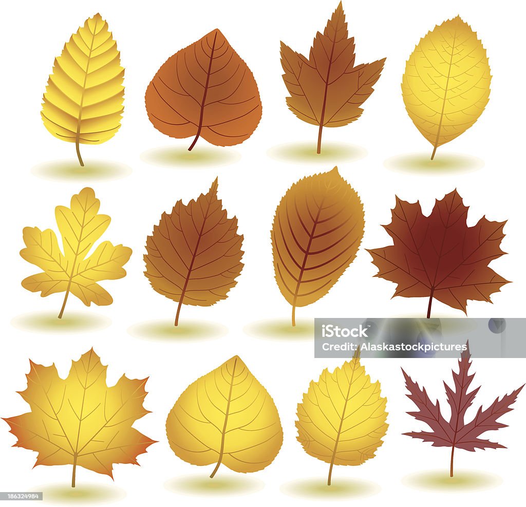 Autumn Leafs Autumn Leafs I : ) Autumn stock vector