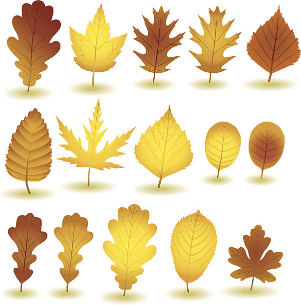 ilustraciones, imágenes clip art, dibujos animados e iconos de stock de otoño leafs ii:) - baumblätter