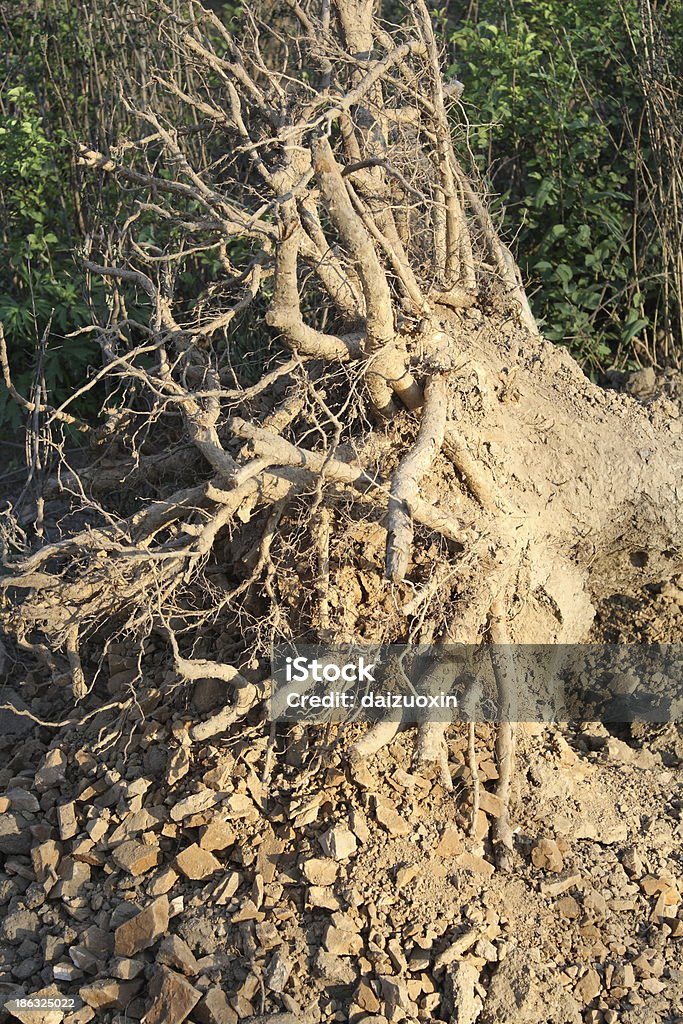 Racines d'arbres sorties du sol - Photo de A l'envers libre de droits