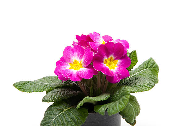 istock Primrose with mauve blossoms 186325069