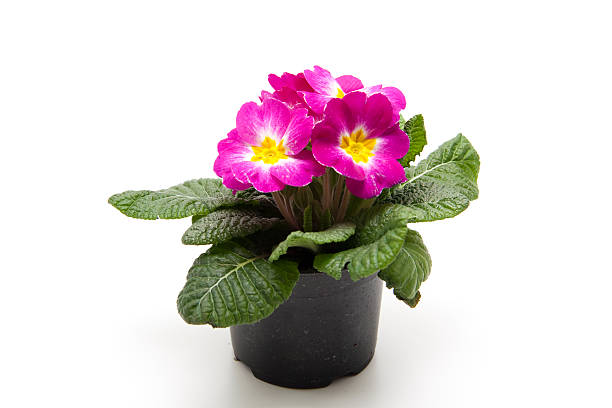 istock Primrose with mauve blossoms 186325077