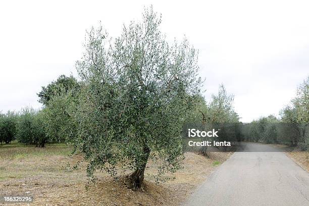 オリーブの木 - イタリアのストックフォトや画像を多数ご用意 - イタリア, オリーブの木, トスカーナ