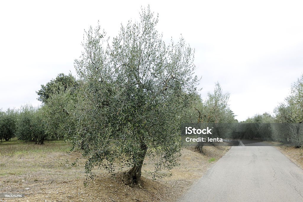 Drzewa oliwne - Zbiór zdjęć royalty-free (Bez ludzi)