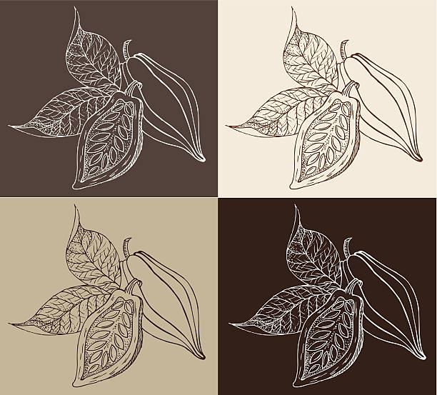 Frutto di cacao-Illustrazione - illustrazione arte vettoriale