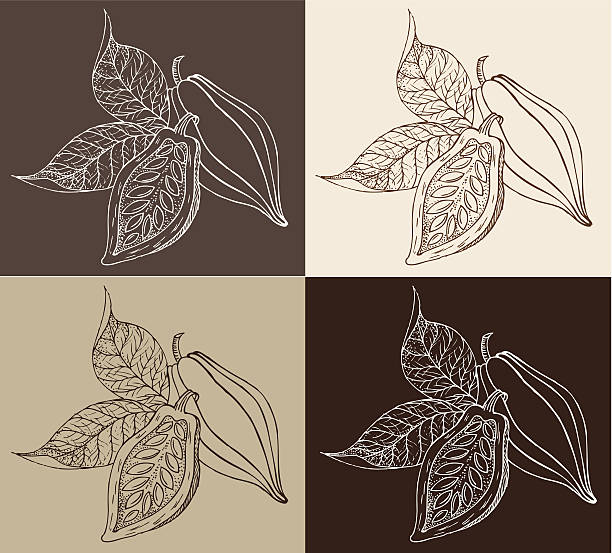 Cocoa Fruit - Illustration vector art illustration