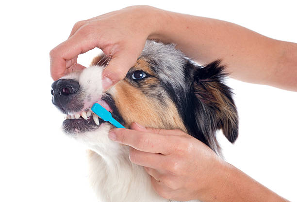 istock australian shepherd and toothbrush 186325941
