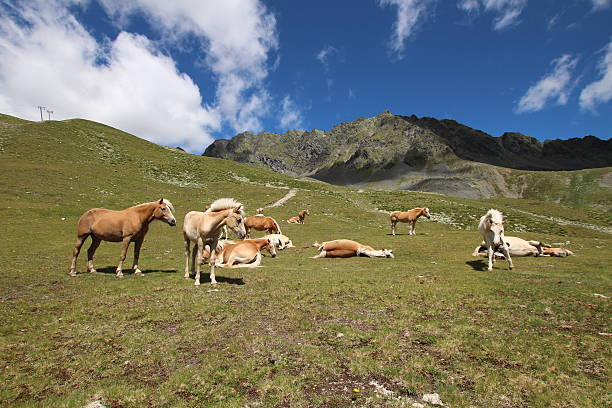 poldros no prado perto de alpine lakes schwarzmoos, kuehtai, tirol, áustria - horse herd togetherness connection imagens e fotografias de stock