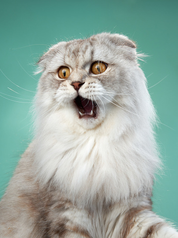 A shocked Scottish Fold cat with wide eyes and a fluffy white coat appears surprised against a teal background. Its open mouth and alert gaze add a humorous touch to the image