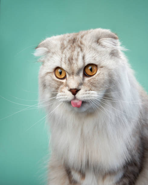 istock A Scottish Fold cat with a playful expression sits against a mint background 1863262407