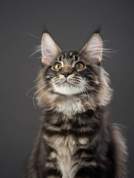 istock Maine Coon Kitten on a gray background. cat portrait in studio 1863262419