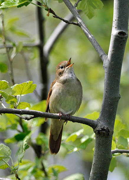 Nightingale A nightingale is singing out loud. It is perched in a tree on a branch surrounded by young, spring leaves. The bird is looking at the camera. There is enough space around the bird in a vertical framing.  nightingale stock pictures, royalty-free photos & images