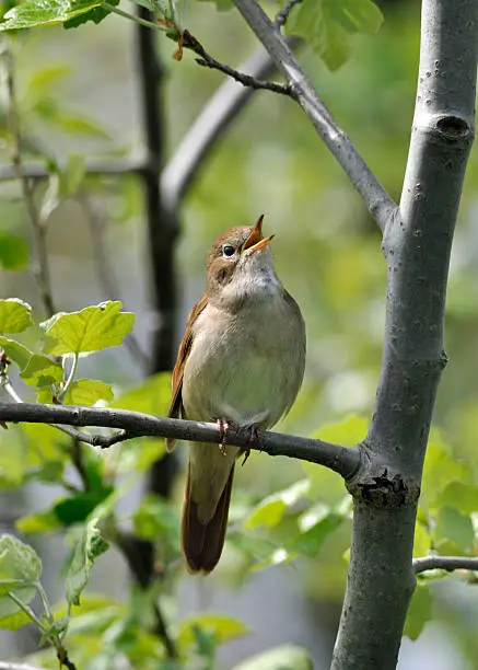 A nightingale is singing out loud. It is perched in a tree on a branch surrounded by young, spring leaves. The bird is looking at the camera. There is enough space around the bird in a vertical framing. 