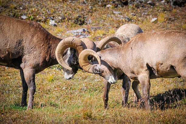 istock Rocky Mountain Bighorn Sheep (Ovis canadensis) 186326779