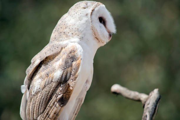 istock this is a side view of a barn owl 1863269592