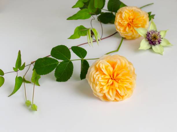 istock rose and clematis on white background. 1863270260