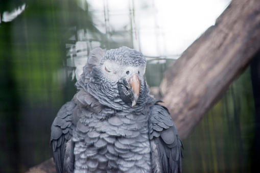 the young African grey parrot has a large cream bill and white mask enclosing a black eye, and has a striking red vent and tail .