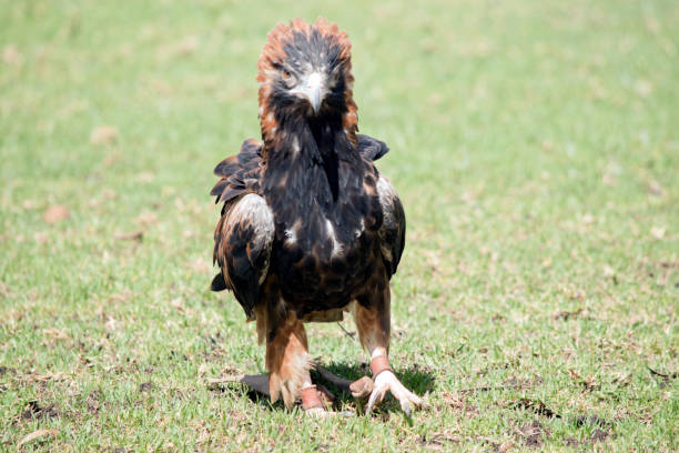 istock the black breasted buzzard is walking on the grass 1863271682