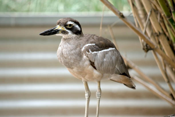 The beach stone curlew is largely grey-brown upperparts with a distinctive black-and-white striped face and shoulder-patch.