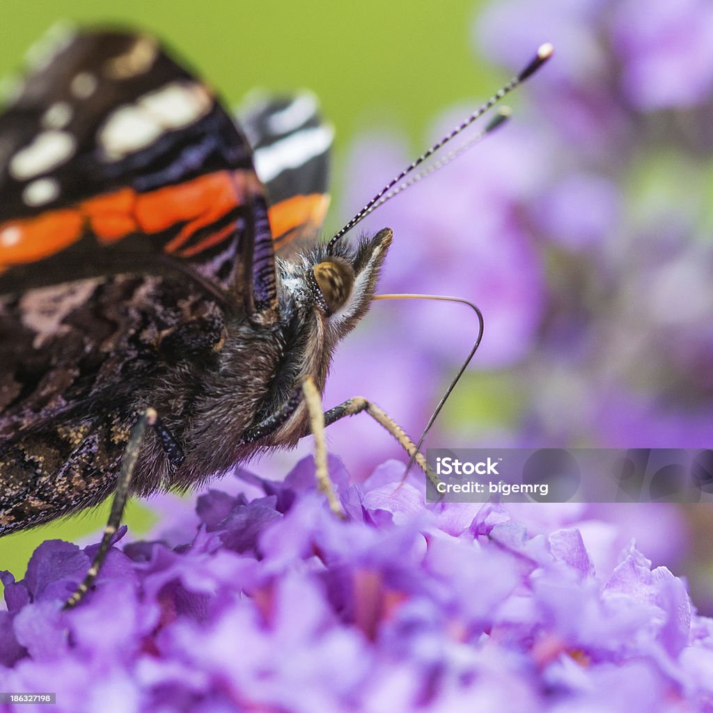 Bendy Proboscide - Photo de Buddleia libre de droits