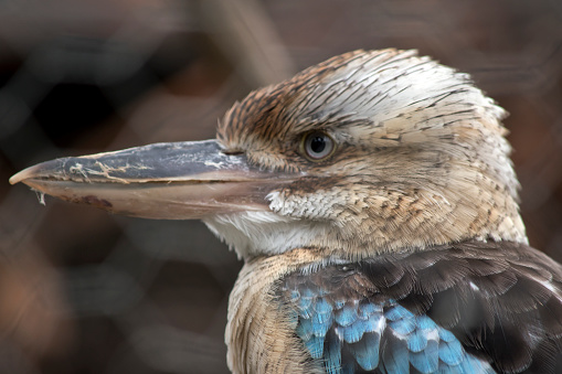 The Blue-winged Kookaburra is a large kingfisher with a big square head and a long bill. It has a distinctive pale eye. The head is off-white with brown streaks, the shoulders are sky blue