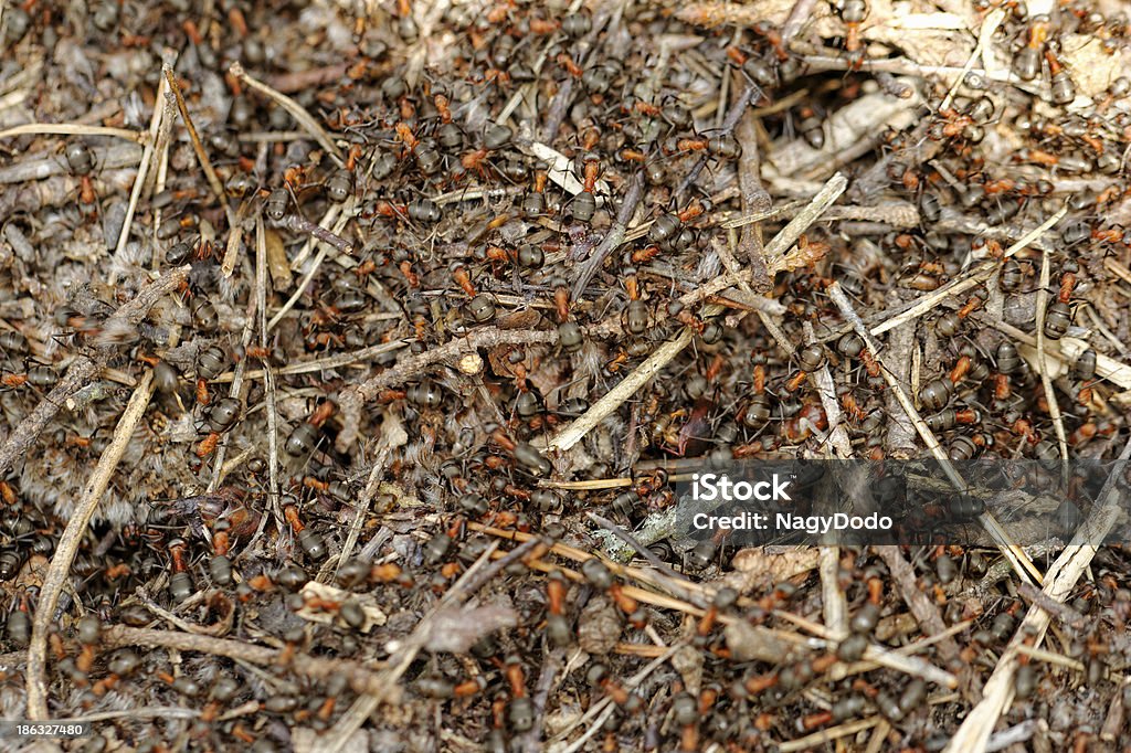 Fourmis et ant hill - Photo de Abdomen libre de droits