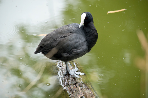 The Eurasian coot is a black sea bird with a white frontal shield