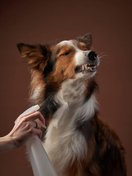istock funny muzzle border collie on brown background. cool dog in studio 1863275352