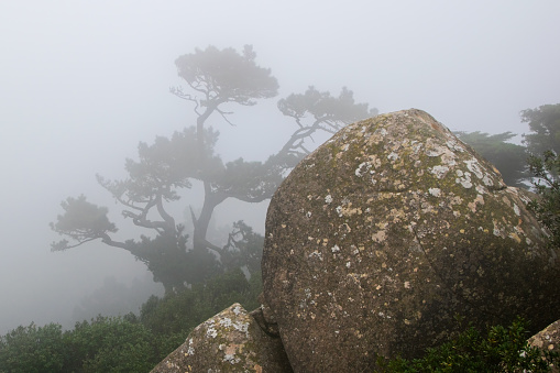 Pine tree on a foggy day in Huangshan, China