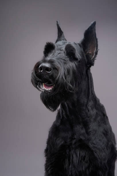 dog Giant Schnauzer on a gray background. Beautiful pet in the studio dog Giant Schnauzer on a gray background. Beautiful pet in the photo studio grey miniature schnauzer stock pictures, royalty-free photos & images