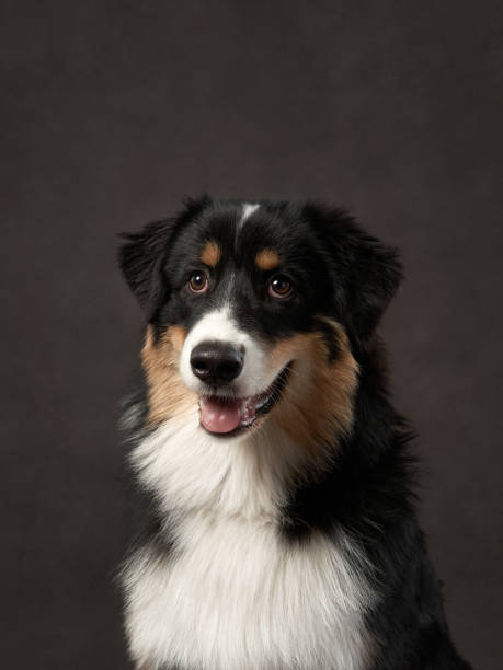 istock dog on a brown background. Tricolor Australian Shepherd 1863275796