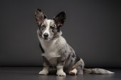 marble welsh corgi cardigan on a gray background. Spotted Pet