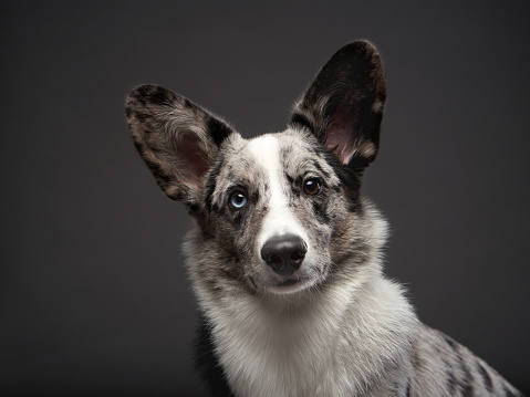 marble welsh corgi cardigan on gray background. Funny Spotted Pet