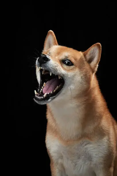 funny dog snarls on a black background. Shiba Inu is worth a muzzle in studio. pet shows teeth