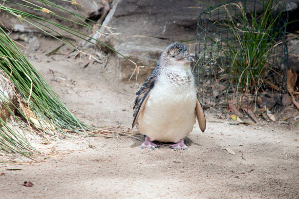 il pinguino fatato camminò lungo il sentiero verso l'acqua - fairy penguin foto e immagini stock