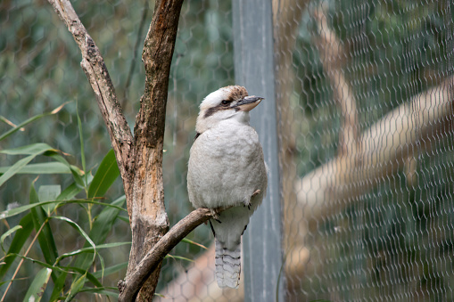 Kookaburras have an off-white head, which is marked by a distinctive dark brown stripe which runs around each eye and along the centre of the head. Their eyes are deep brown. The Kookaburra has off-white underparts, brown wings with lighter flecks and a reddish-brown tail with pale tips
