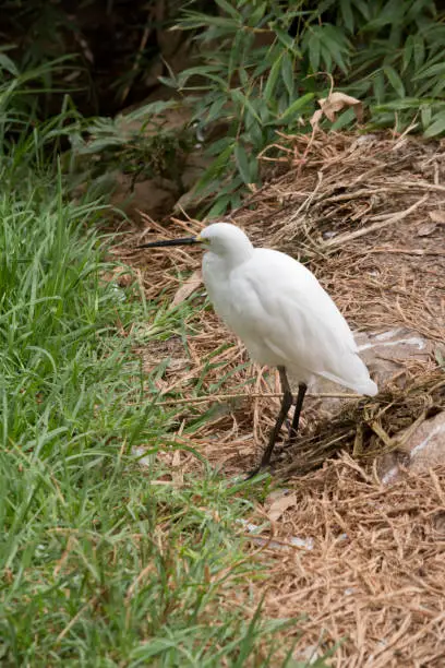 The little egret has a relatively short, thick neck, a sturdy bill, and a hunched posture. It is mainly white with a black beak