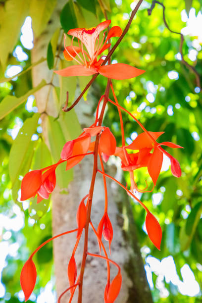 Amherstia nobilis (Noble Amherstia) flower, with lush foreground plants in perfect focus close-up of vibrant. bright scarlet long thin flower on green natural background