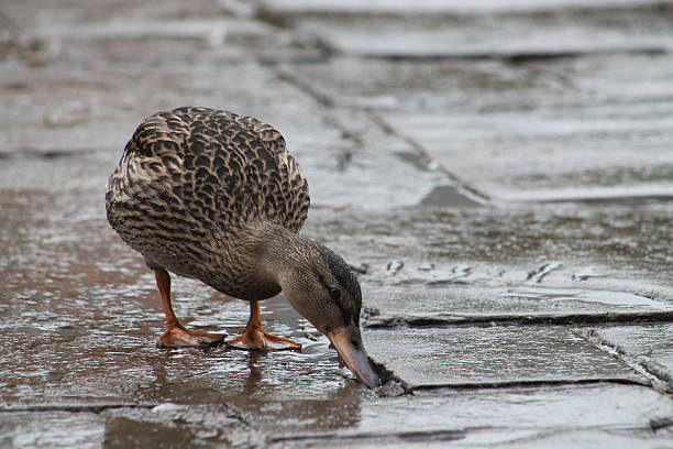 A female mallard searching for food in rainy street. Picture taken in Hebden Bridge, West Yorkshire, England.